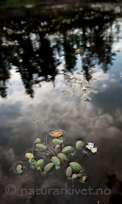 BB 13 0235 / Alisma plantago-aquatica / Vassgro <br /> Luronium natans / Flytegro